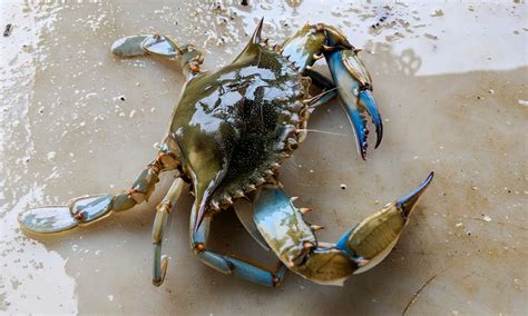 Great Crab .